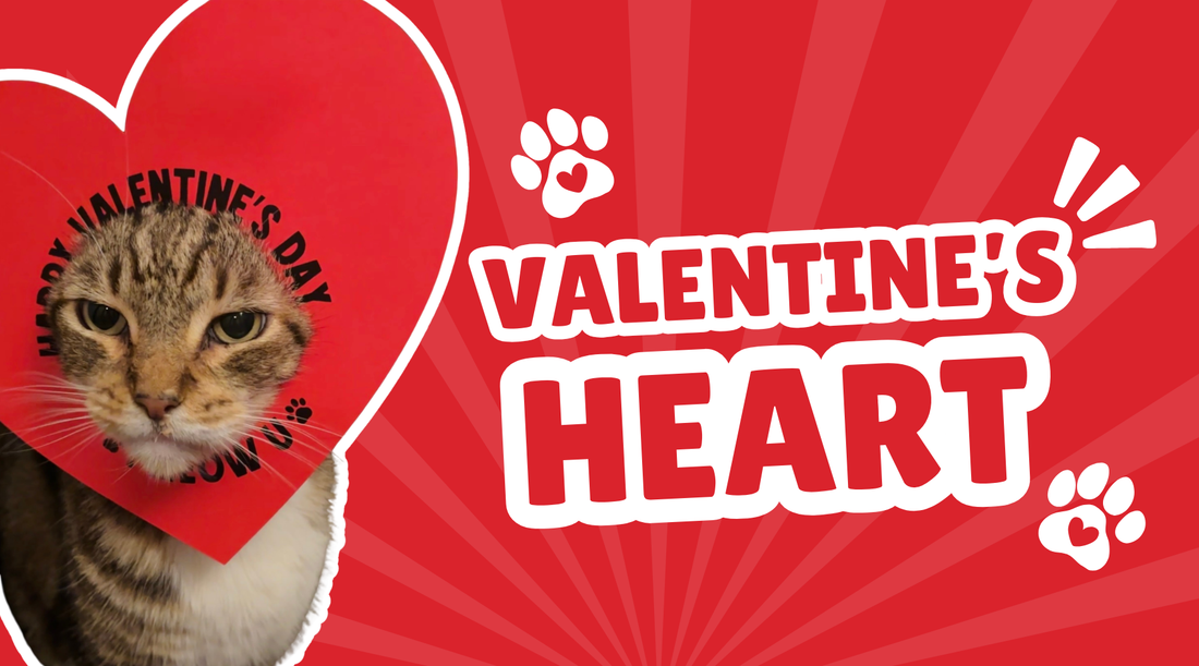 The Cutest Trending Valentine Idea for Cat Lovers